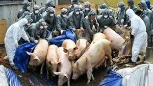 Pestă porcină într-o gospodărie din Săbișa