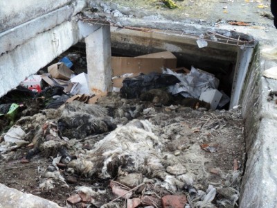 Ovine moarte aruncate in bazinul fostei statii de pompare de la Catalina