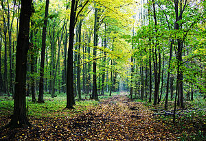 Pază gratuită pentru păduri sub 30 de hectare