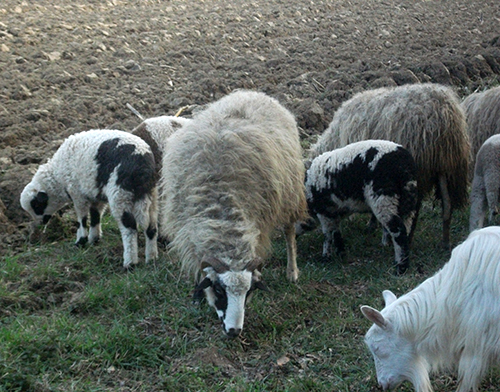 Reuniune a crescătorilor de ovine