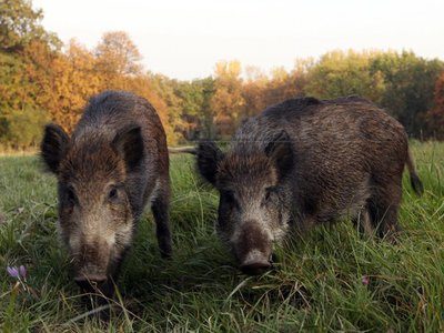 Pestă porcină confirmată la un mistreț găsit în zona Oarța