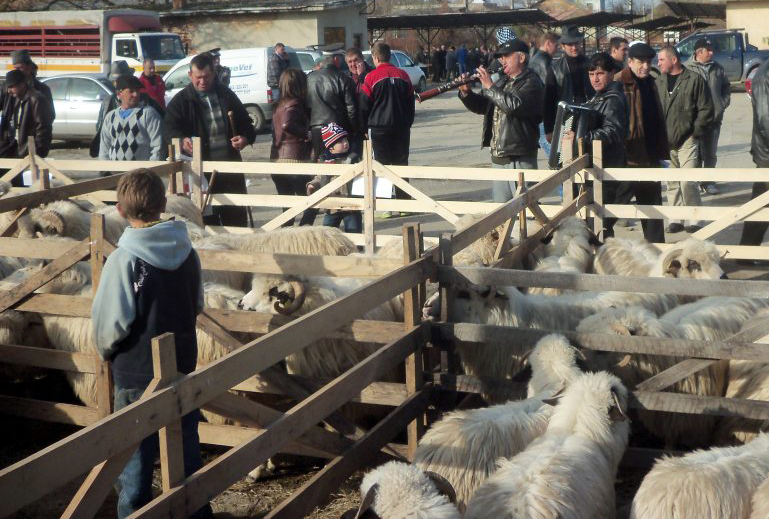 Ovine și caprine – expuse la Șomcuta Mare